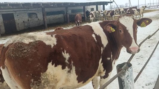 поставка айрширов в самарскую область