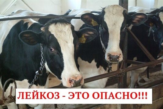 мутация вируса лейкоза